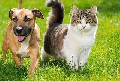 Витамин D для собак и кошек: получаем из корма и продуктов — для крепких костей, если мало прогулок