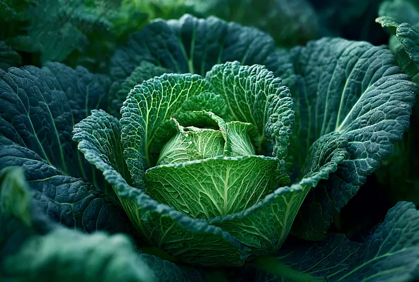 Секреты круглогодичного урожая капусты: от посева до защиты от вредителей
