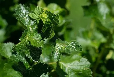 Пузырятся листья смородины: причины заболевания и методы борьбы с ним