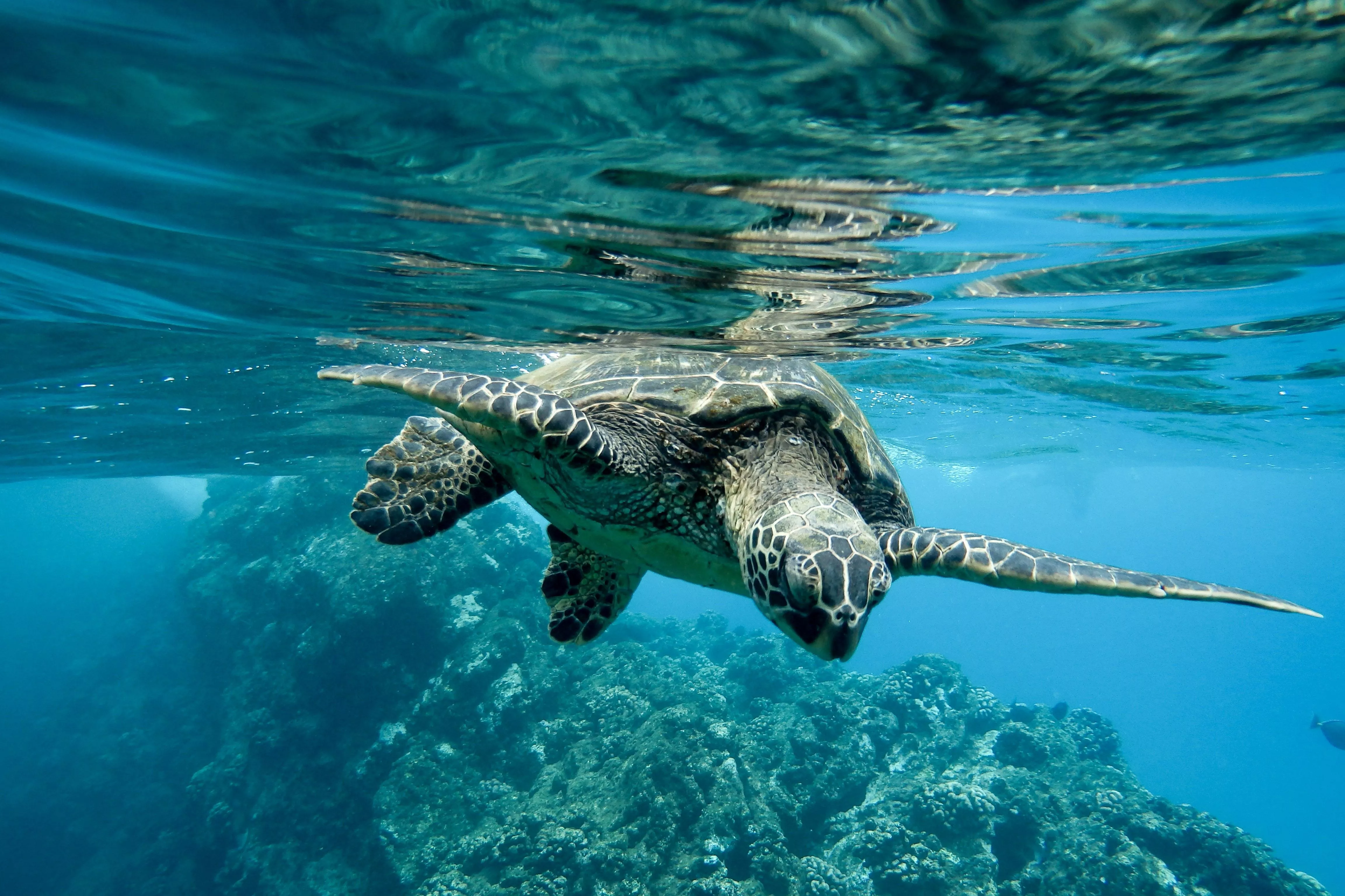 Морская черепаха покусала российских туристов в Турции