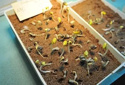 На Кубани могут начать выращивать гуар – бобовую культуру для производства удобрений и кормов