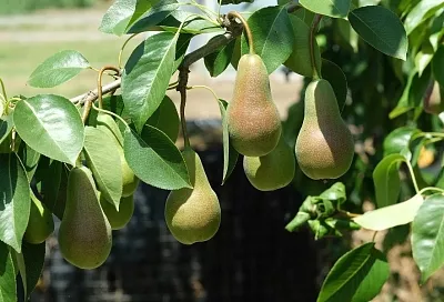 Кирпич, цемент и садовый вар: как залечить в дереве дупло, а когда уже все бесполезно