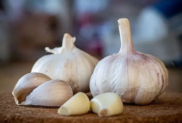 Почему гниет чеснок на грядке летом: основные причины и меры для сохранения урожая 