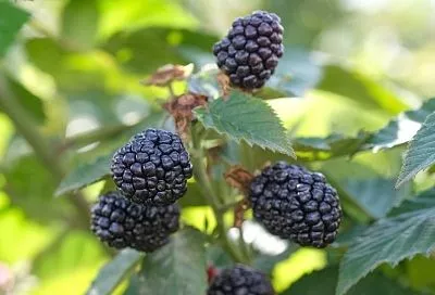 3 препарата против всех проблем: эксперт Роман Швец рассказал, чем обработать ежевику и малину после цветения