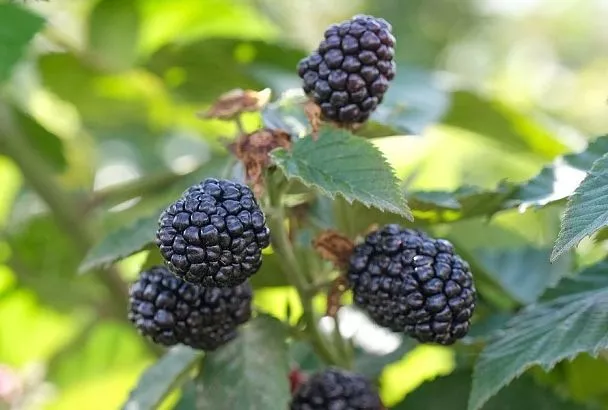 3 препарата против всех проблем: эксперт Роман Швец рассказал, чем обработать ежевику и малину после цветения