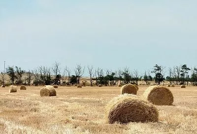 Сено для оленей: в Красном лесу началась заготовка кормов
