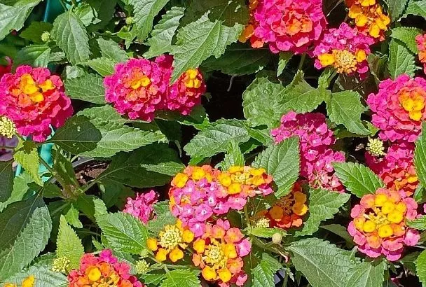 Ярче других цветов: лантана обязательно приживется, если будет расти на солнышке