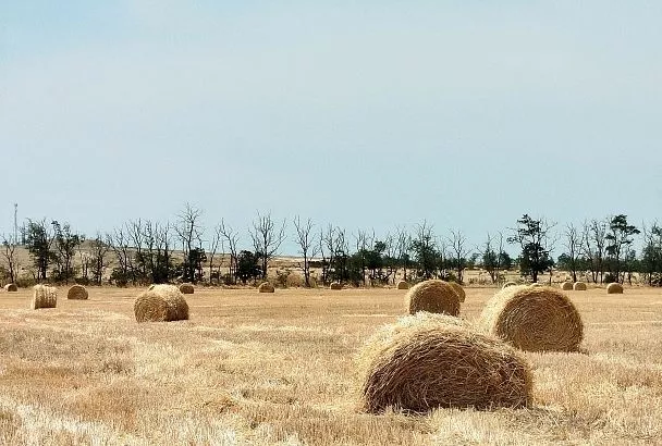 Сено для оленей: в Красном лесу началась заготовка кормов