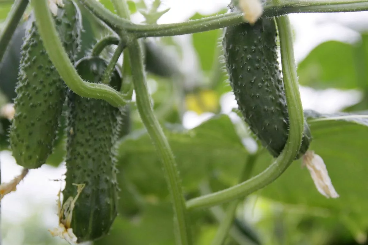 Благодаря мерам господдержки, тепличное овощеводство стало одним из самых востребованных видов деятельности среди жителей Новорождественского сельского поселения Тихорецкого района. Благодаря мерам господдержки, тепличное овощеводство стало одним из самых востребованных видов деятельности среди жителей Новорождественского сельского поселения Тихорецкого района.