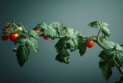 Как правильно пасынковать и обрезать помидоры для максимального урожая