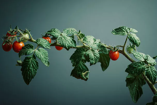 Как правильно пасынковать и обрезать помидоры для максимального урожая