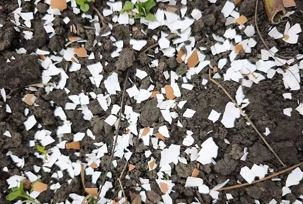 Яичная скорлупа: кому ценное удобрение, а кому – смерти подобно