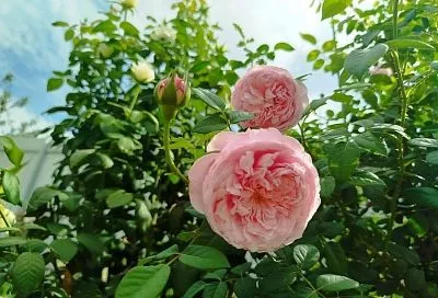 Азот розам не даем, а золу сыплем горстями: эксперт рассказала, как уже в конце лета эти цветы надо готовить к зиме