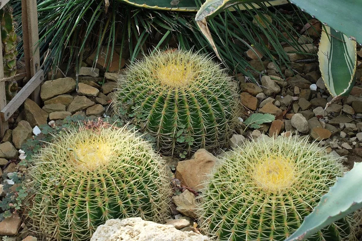 Променад даже осенью радует обилием деревьев, кустарников и цветов. А еще здесь высадили пальмовую аллею и создали уголок, где можно увидеть кактусы и суккуленты самой разной формы и размеров. 