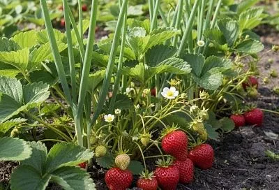 Сажаем по клубнике лук — и ягоды без грибка и гнили: проверенный агроприём