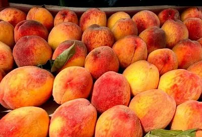 Ярмарки выходного дня в Краснодаре: где купить фермерские фрукты и овощи 18 июля