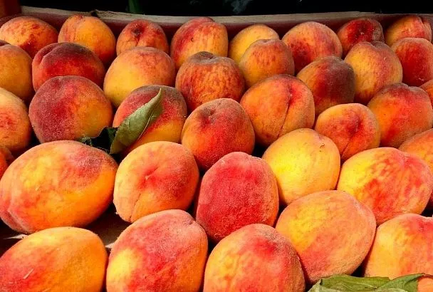 Ярмарки выходного дня в Краснодаре: где купить фермерские фрукты и овощи 18 июля