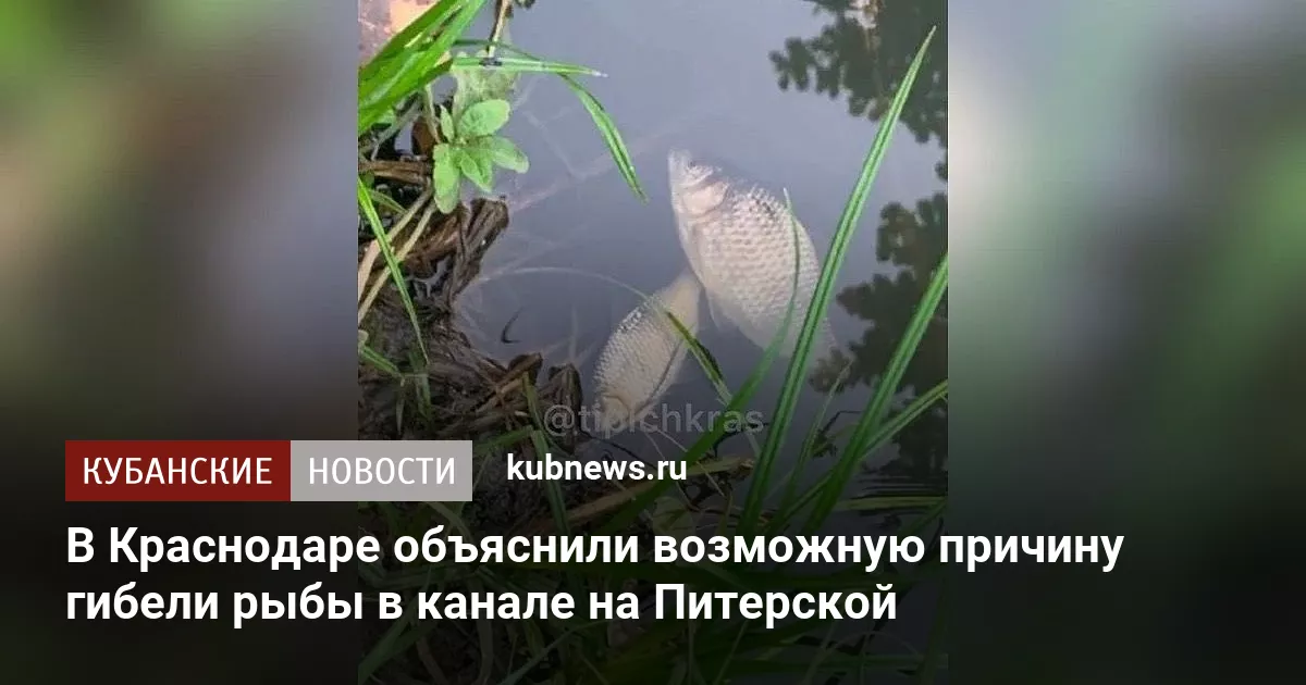 В Краснодаре объяснили возможную причину гибели рыбы в канале на Питерской