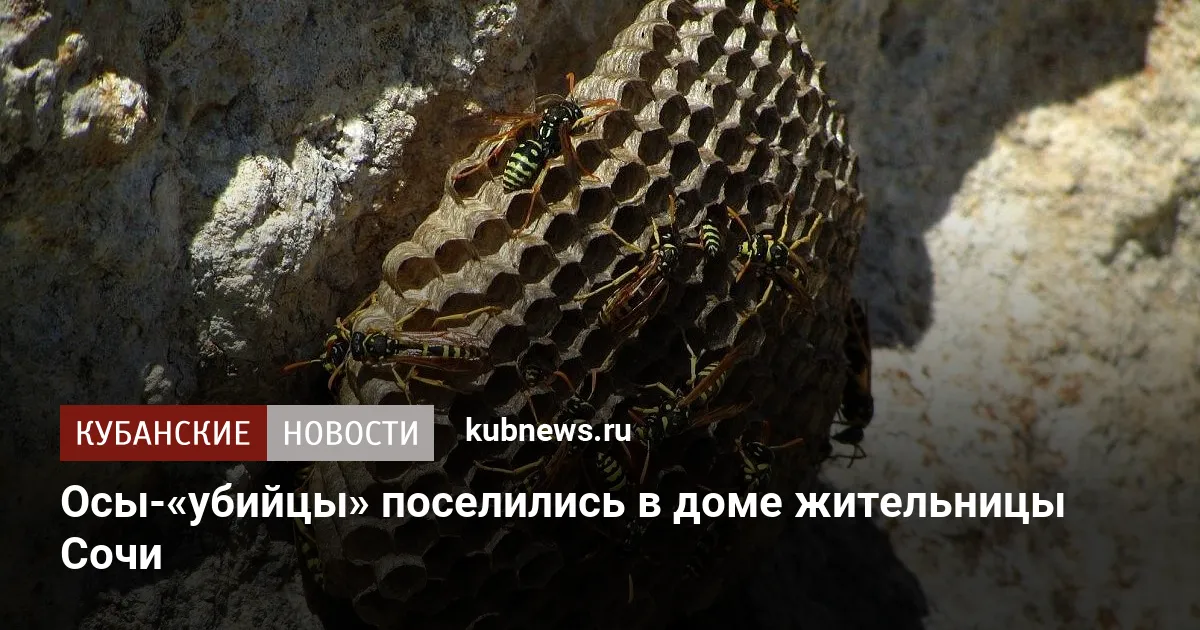 Осы-«убийцы» поселились в доме жительницы Сочи