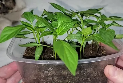 Начинай посев семян перца с этого, и будет переть коренастая, крепкая рассада – лайфхак для дружных всходов