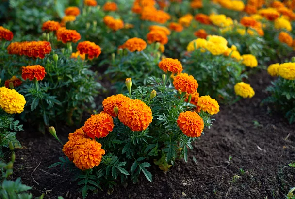 Не спешите выбрасывать бархатцы: полезные свойства, о которых знают не все