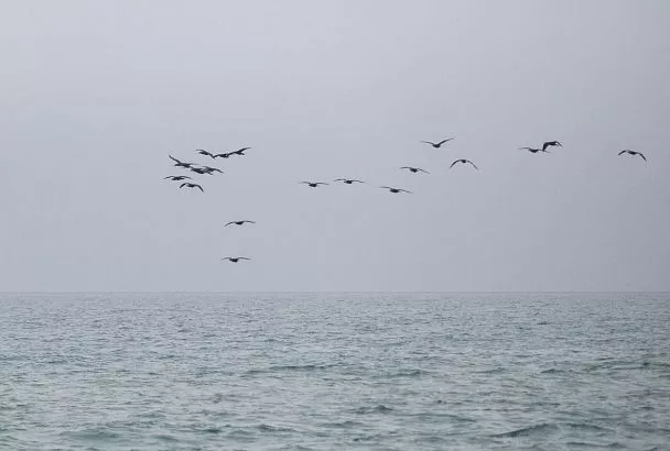 Силы ПВО сбили 10 беспилотников над Черным морем