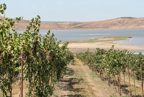 Краснодарский край стал одним из ключевых центров роста винного туризма в России