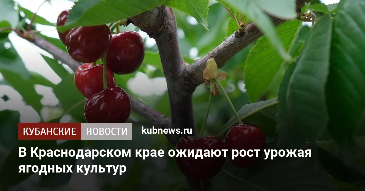В Краснодарском крае ожидают рост урожая ягодных культур