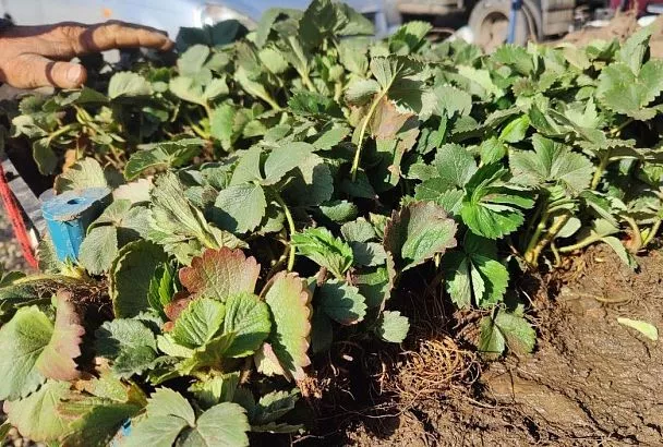 Какую почву любит клубника: готовим землю под посадку — и 1 роковая ошибка