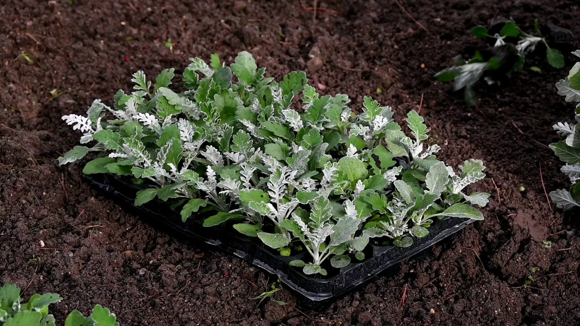 В Геленджике высадят около 150 тысяч растений в рамках осеннего озеленения