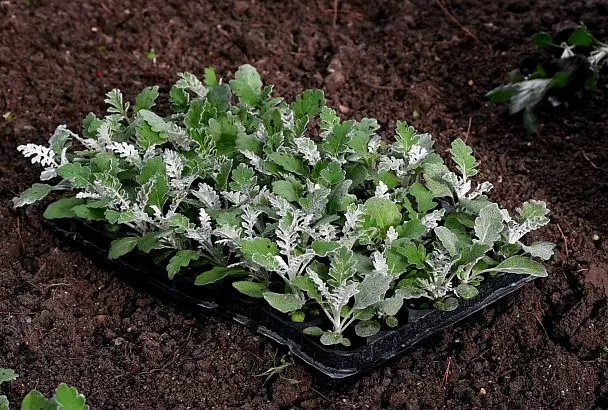 В Геленджике высадят около 150 тысяч растений в рамках осеннего озеленения