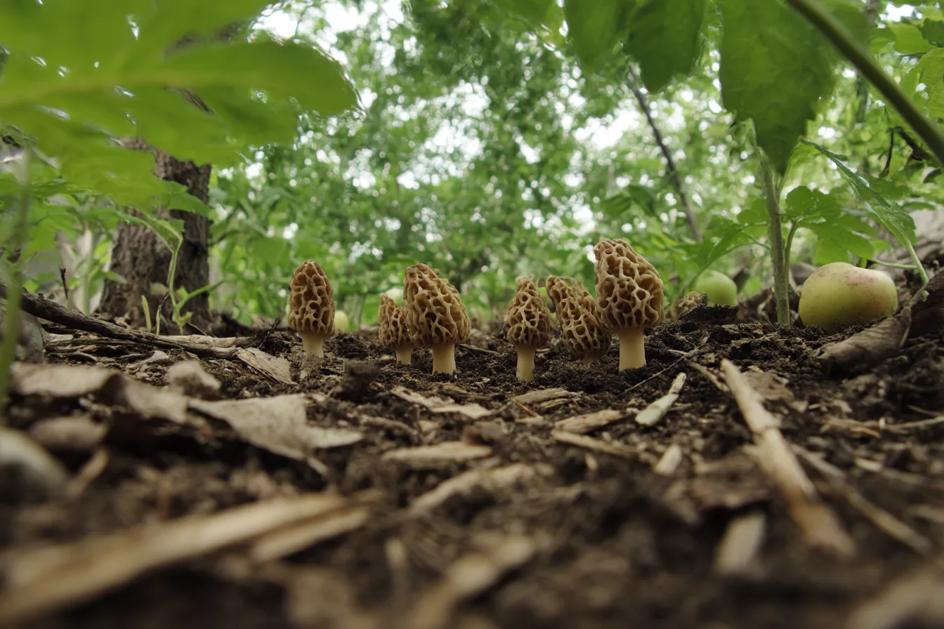 Домашние грибы без мифов: что реально вырастить, а где сплошной маркетинг