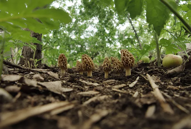Домашние грибы без мифов: что реально вырастить, а где сплошной маркетинг