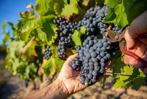 На Кубани исследуют, как защитить виноград от стресса с помощью микробиома