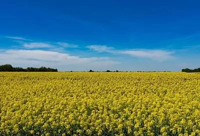 На Кубани озимым рапсом засеют более 70 тысяч гектаров