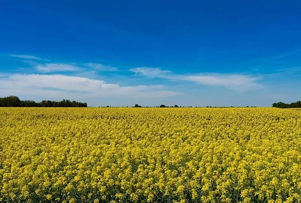 На Кубани озимым рапсом засеют более 70 тысяч гектаров