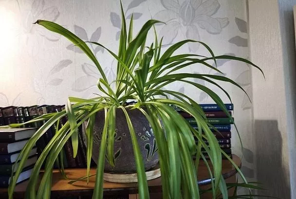 Эти растения сделают воздух в доме чистым: зеленые фильтры для вашего здоровья