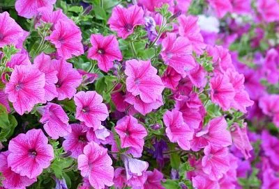 Укореняем черенки петунии дома: 5 шагов для успешного размножения зимой