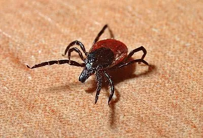 В Ростовской области зарегистрированы случаи заболевания смертельно-опасной инфекцией