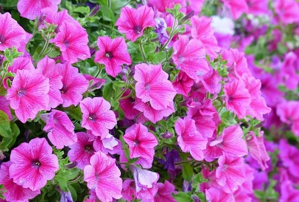 Укореняем черенки петунии дома: 5 шагов для успешного размножения зимой