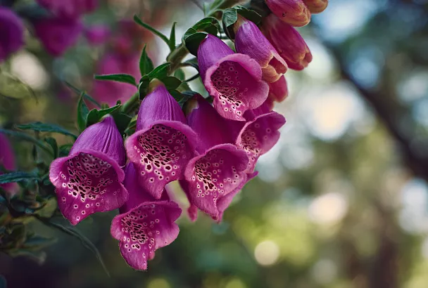 Я посадил эти цветы в своём саду — теперь завидуют все соседи