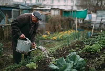 Ферментированный чай из травы: натуральная подкормка, от которой огород оживает за 3 дня