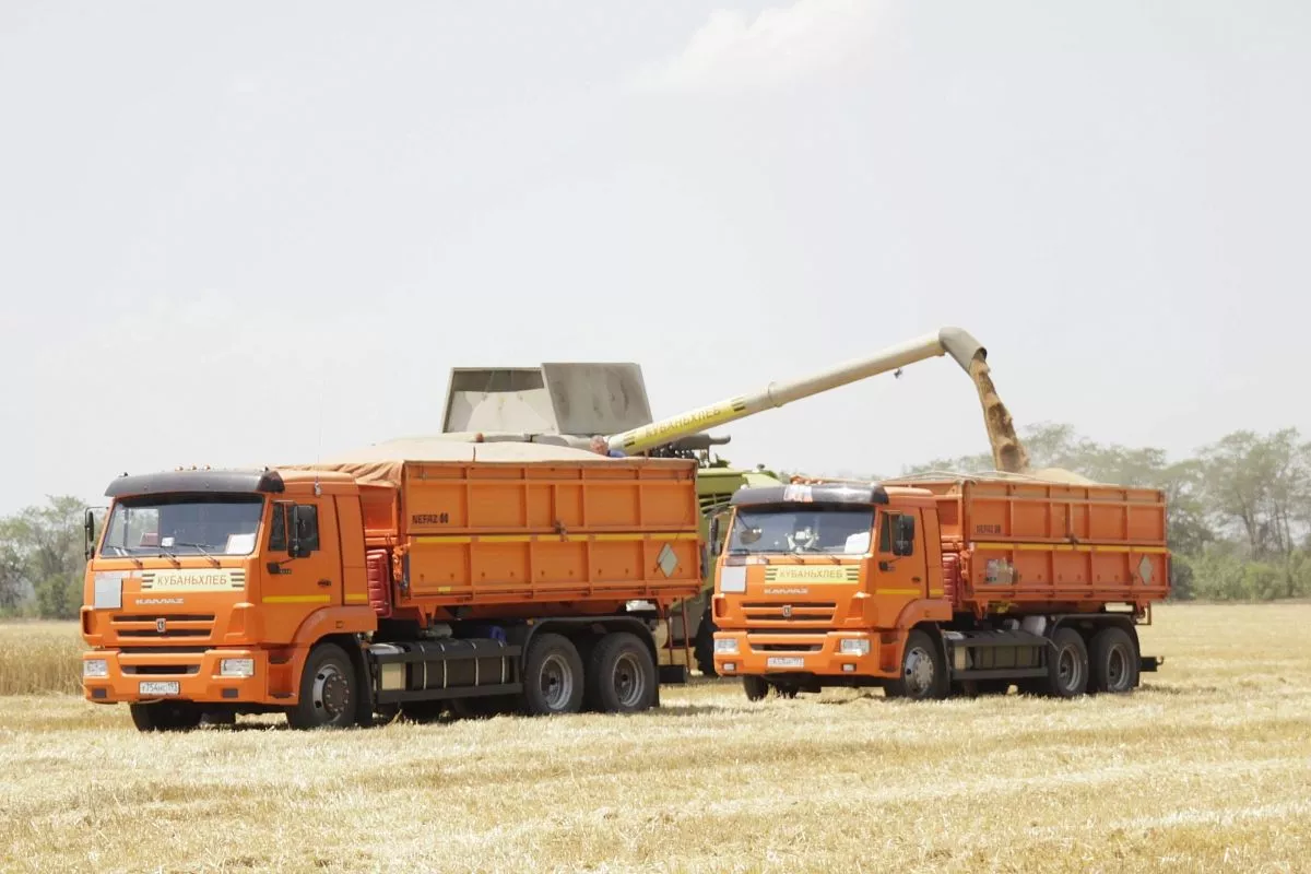 Агропредприятие из Фастовецкого сельского поселения полностью переключилось на семеноводство.