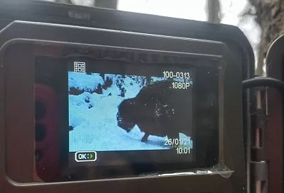 Появление зубра в пойме реки Белая зафиксировано впервые за долгие годы