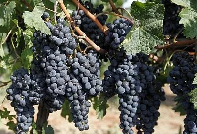 Омолаживаем кусты винограда: не корчевать, а дать вторую жизнь