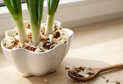 Выращиваем лук на подоконнике без грязи и запаха (в опилках) — ваш гид по выращиванию лука дома