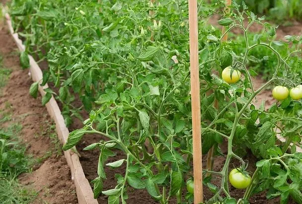 Секреты урожайных томатов: профессиональный подход тепличного агронома