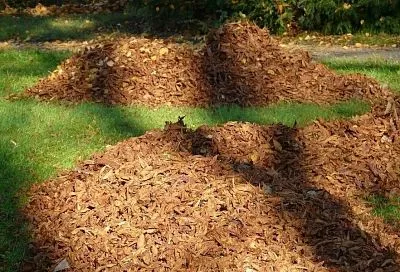 Слой не меньше 5 см: как правильно мульчировать участок