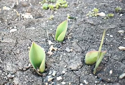 Тюльпаны проклюнулись: 5 правил ухода для роскошного цветения