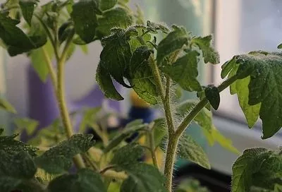 Крепкая рассада за 14 дней: 2 неизвестные подкормки дрожжами и алоэ + лайфхак с температурой